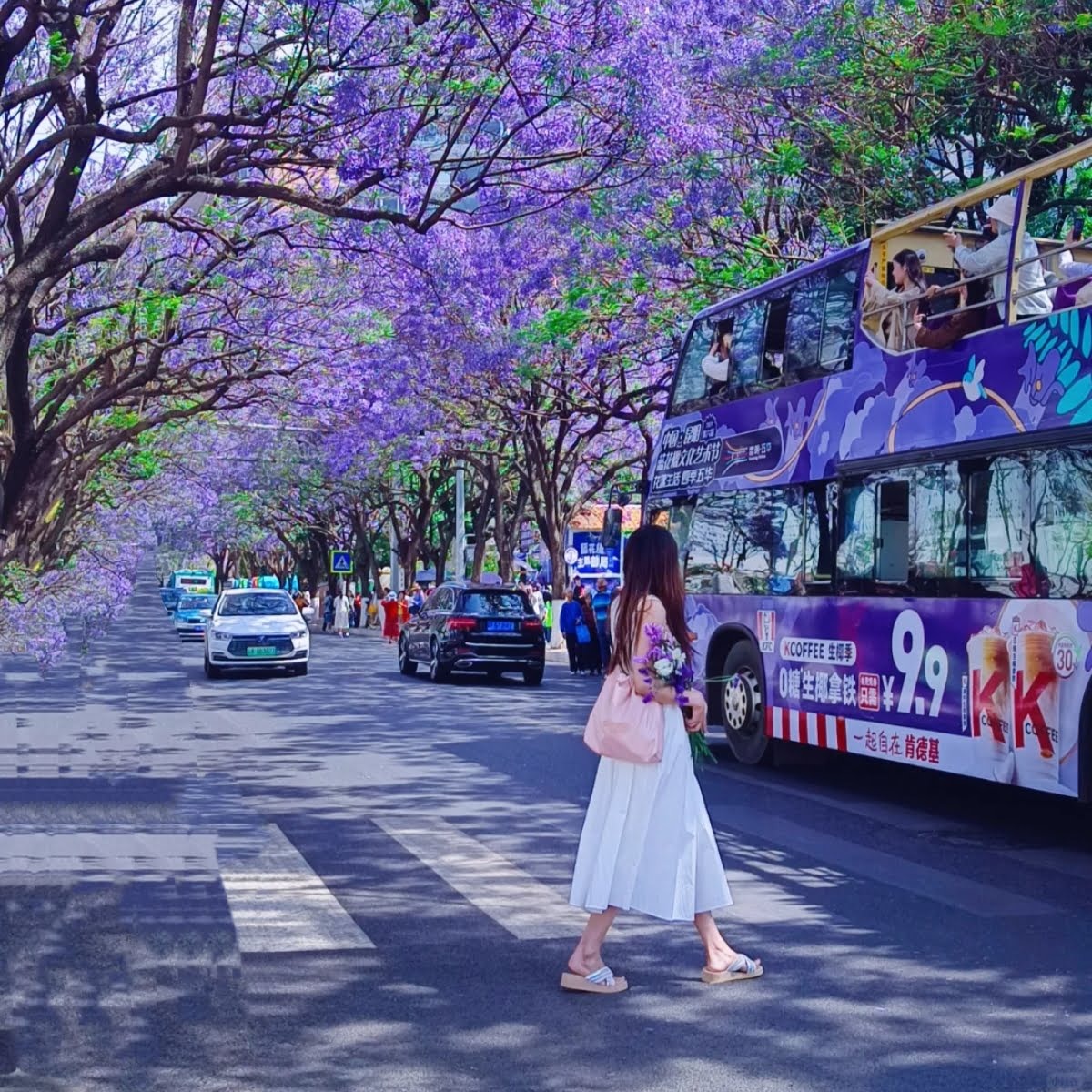 Phượng tím Côn Minh 11