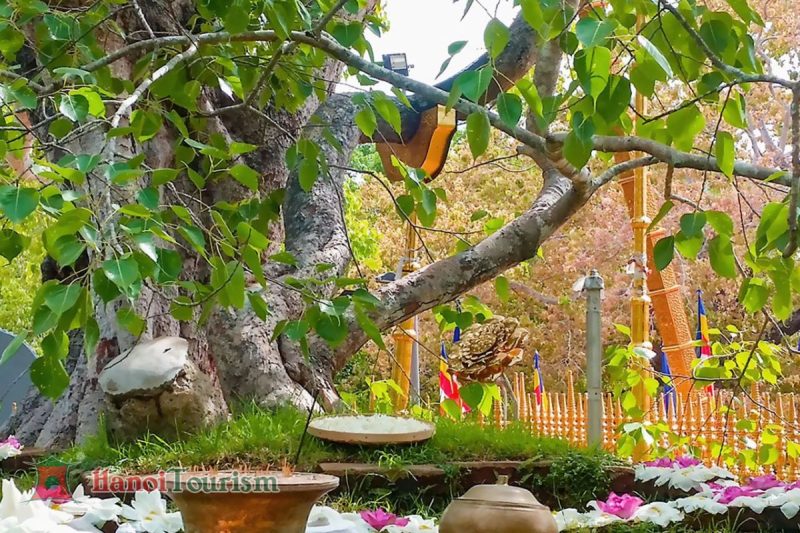 Sri Maha Bodhiya - Sri Lanka